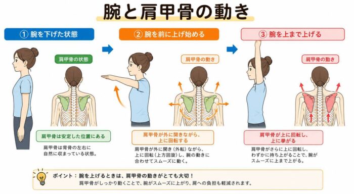 腕を前から上げる動作に合わせて肩甲骨が動く様子を示したイラスト