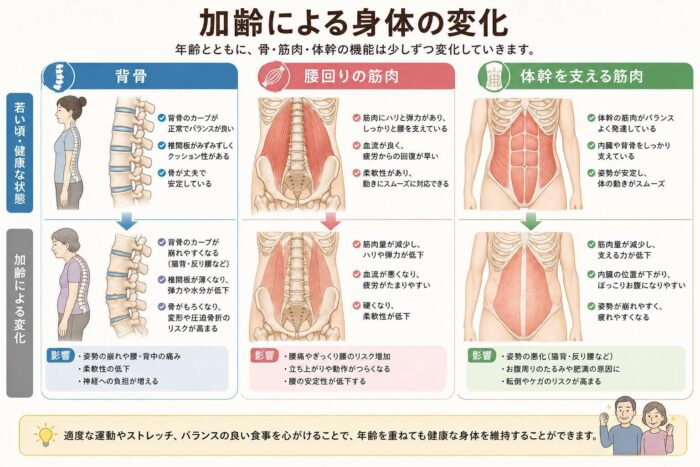 加齢による背骨や腰回りの筋肉、体幹の変化を示した図