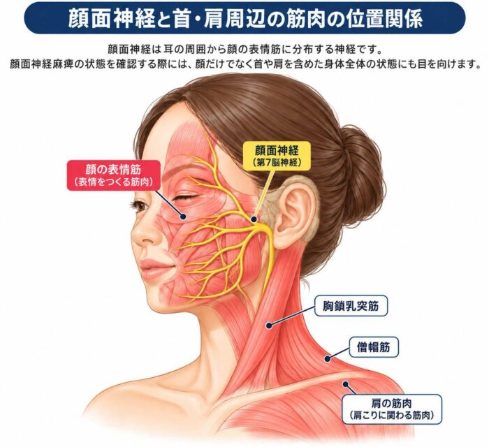 顔面神経と首や肩周辺の筋肉の位置関係を示したイラスト