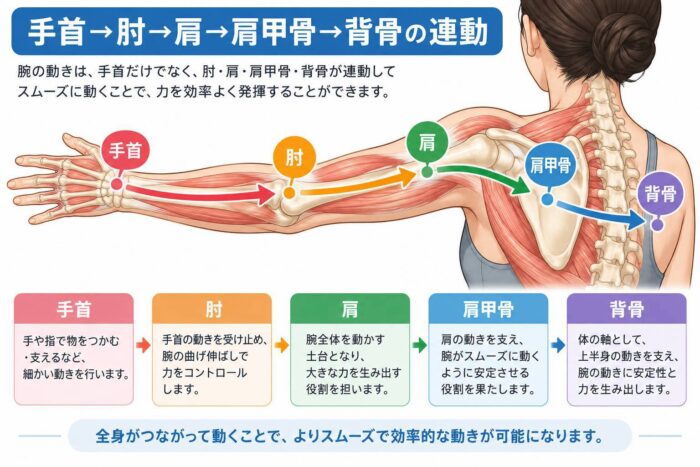 テニス肘と手首、肘、肩、肩甲骨、背骨の動きのつながりを示したイラスト